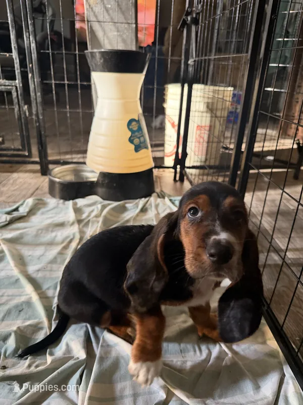 Charlie – Basset Hound puppy for sale in Lake City, FL