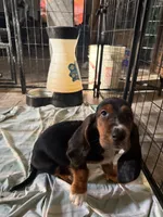 Charlie, a male Basset Hound for sale in Lake City, FL – 1 of 4