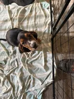 Charlie, a male Basset Hound for sale in Lake City, FL – 3 of 4