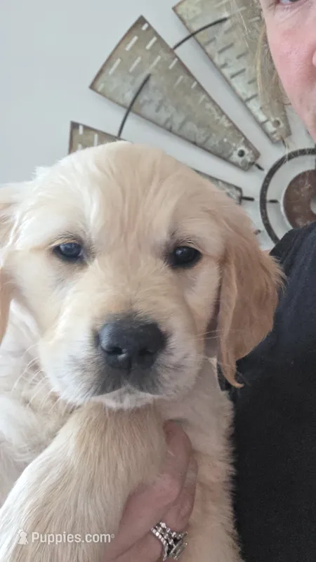 Puppy 2 – Golden Retriever, English Cream Golden Retriever puppy for sale in Constable, NY