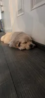 Puppy 3, a female Golden Retriever and English Cream Golden Retriever for sale in Constable, NY – 1 of 3