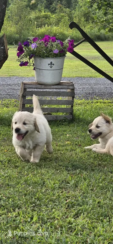 Puppy 4 – Golden Retriever, English Cream Golden Retriever puppy for sale in Constable, NY