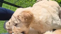 Puppy 3, a female Golden Retriever and English Cream Golden Retriever for sale in Constable, NY – 3 of 3