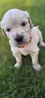 puppy 1, a male Golden Retriever and English Cream Golden Retriever for sale in Constable, NY – 1 of 4