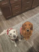 puppy 1, a male Golden Retriever and English Cream Golden Retriever for sale in Constable, NY – 3 of 4