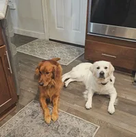 Puppy 4, a female Golden Retriever and English Cream Golden Retriever for sale in Constable, NY – 4 of 4