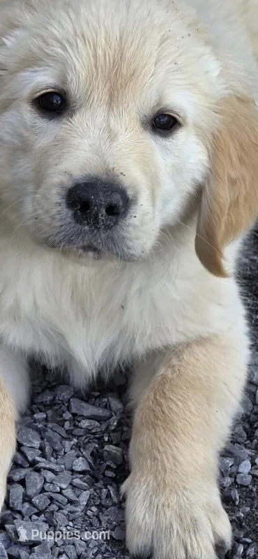 Puppy 2 – Golden Retriever, English Cream Golden Retriever puppy for sale in Constable, NY