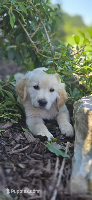Puppy 4 – Golden Retriever, English Cream Golden Retriever puppy for sale in Constable, NY