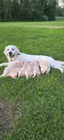 Puppy 2, a male Golden Retriever and English Cream Golden Retriever for sale in Constable, NY – 2 of 4