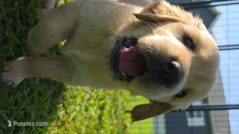 Puppy 4 – Golden Retriever, English Cream Golden Retriever puppy for sale in Constable, NY
