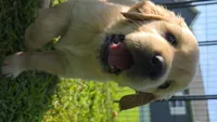Puppy 4, a female Golden Retriever and English Cream Golden Retriever for sale in Constable, NY – 1 of 4