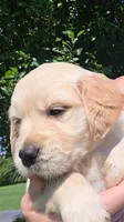 Puppy 3, a female Golden Retriever and English Cream Golden Retriever for sale in Constable, NY – 2 of 3