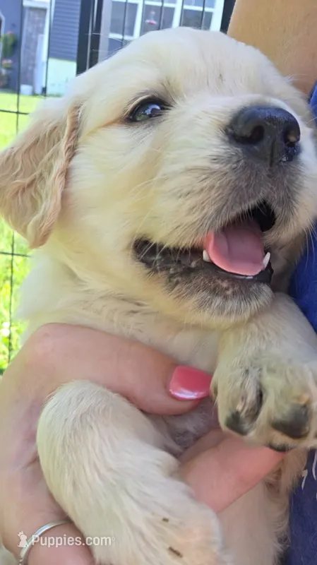 puppy 3  – Golden Retriever, English Cream Golden Retriever puppy for sale in Constable, NY