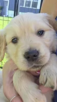 puppy 3 , a female Golden Retriever and English Cream Golden Retriever for sale in Constable, NY – 2 of 5