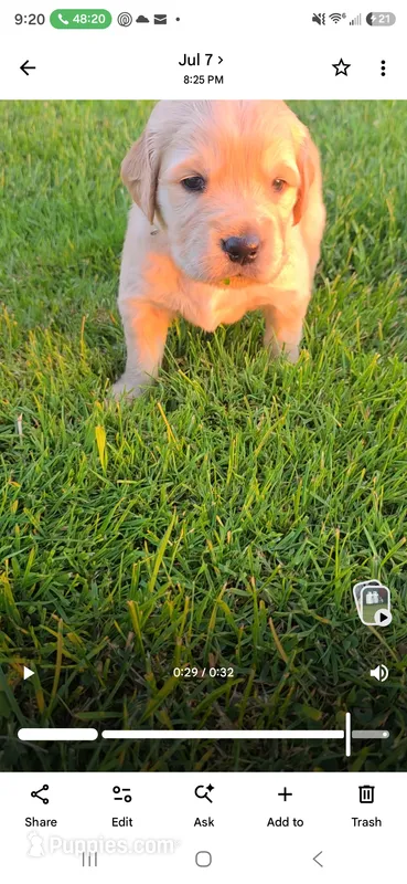 Puppy 2 – Golden Retriever, English Cream Golden Retriever puppy for sale in Constable, NY