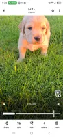 Puppy 2, a male Golden Retriever and English Cream Golden Retriever for sale in Constable, NY – 1 of 4