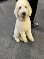 Max, a male Poodle - Standard  for sale in Miami, FL – Photo 3 of 3