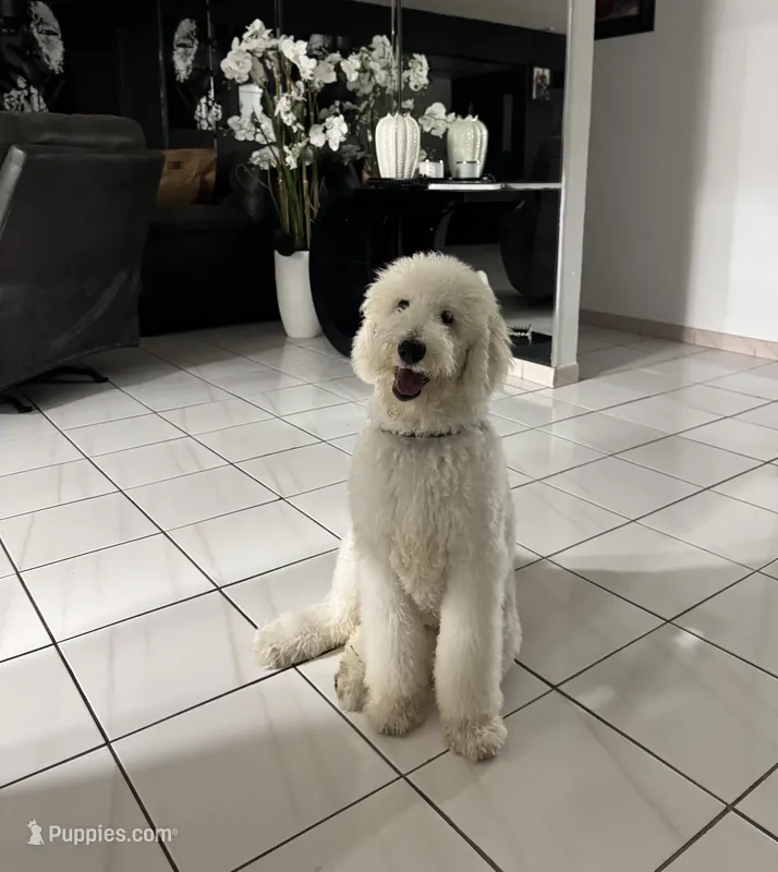Max – Poodle - Standard  puppy for sale in Miami, FL