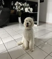 Max, a male Poodle - Standard  for sale in Miami, FL – Photo 1 of 3