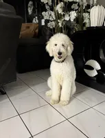 Max, a male Poodle - Standard  for sale in Miami, FL – Photo 2 of 3