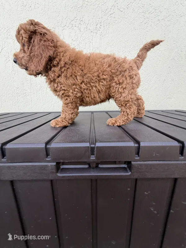 Abby – Poodle - Miniature  puppy for sale in Boynton Beach, FL