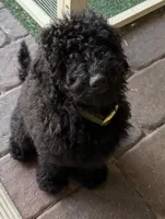 Samuel, a male Poodle - Miniature  for sale in Boynton Beach, FL – 5 of 5