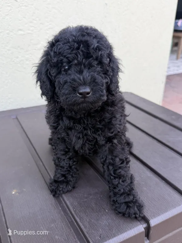 Samson – Poodle - Miniature  puppy for sale in Boynton Beach, FL