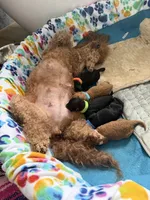 Mandy, a female Poodle - Miniature  for sale in Boynton Beach, FL – 8 of 8