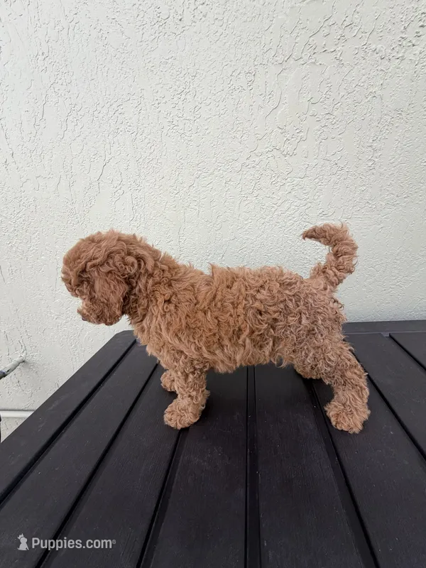 Mandy – Poodle - Miniature  puppy for sale in Boynton Beach, FL