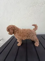 Mandy, a female Poodle - Miniature  for sale in Boynton Beach, FL – 1 of 8