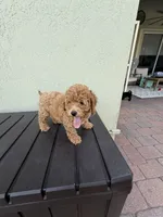Abby, a female Poodle - Miniature  for sale in Boynton Beach, FL – 3 of 3