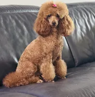 Mandy, a female Poodle - Miniature  for sale in Boynton Beach, FL – 3 of 8