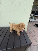Abby, a female Poodle - Miniature  for sale in Boynton Beach, FL – 2 of 3