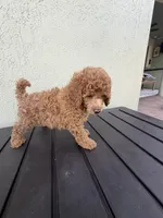 Mandy, a female Poodle - Miniature  for sale in Boynton Beach, FL – 6 of 8