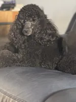 Mandy, a female Poodle - Miniature  for sale in Boynton Beach, FL – 5 of 8