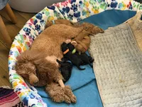 Mandy, a female Poodle - Miniature  for sale in Boynton Beach, FL – 7 of 8