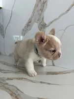 London, a male French Bulldog for sale in Hesperia, CA – Photo 1 of 2