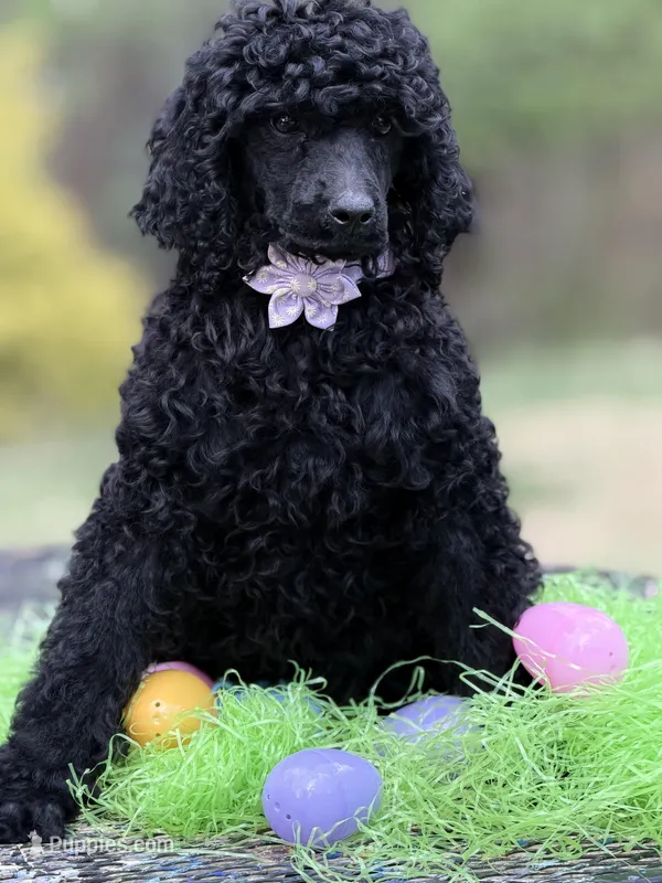 Lily bell  – Poodle - Standard  puppy for sale in Charlottesville, VA