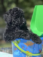 Toulouse, a male Poodle - Multi-Colored Standard for sale in Charlottesville, VA – 3 of 3