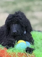 Handsome, a male Poodle - Standard  for sale in Charlottesville, VA – Photo 1 of 4