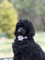 Handsome, a male Poodle - Standard  for sale in Charlottesville, VA – Photo 3 of 4