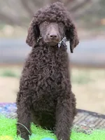Handsome, a male Poodle - Standard  for sale in Charlottesville, VA – Photo 4 of 4