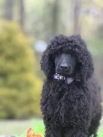 Handsome, a male Poodle - Standard  for sale in Charlottesville, VA – Photo 2 of 4