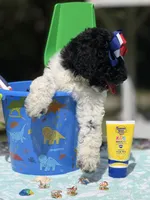 Marie, a female Poodle - Multi-Colored Standard for sale in Charlottesville, VA – 6 of 6