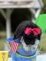 Pinky, a female Poodle - Multi-Colored Standard for sale in Charlottesville, VA – 2 of 4