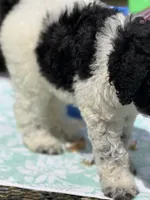 Marie, a female Poodle - Multi-Colored Standard for sale in Charlottesville, VA – 5 of 6