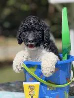 Po, a male Poodle - Multi-Colored Standard for sale in Charlottesville, VA – 7 of 9