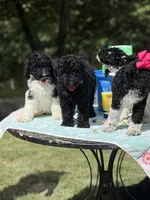 Po, a male Poodle - Multi-Colored Standard for sale in Charlottesville, VA – 4 of 9