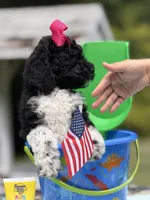 Pinky, a female Poodle - Multi-Colored Standard for sale in Charlottesville, VA – 3 of 4
