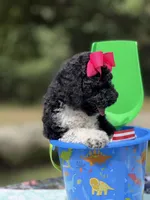 Pinky, a female Poodle - Multi-Colored Standard for sale in Charlottesville, VA – 4 of 4